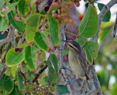 Yucatan Vireo