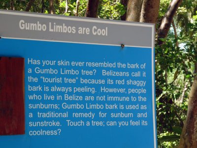 Gumbo Limbo Trees