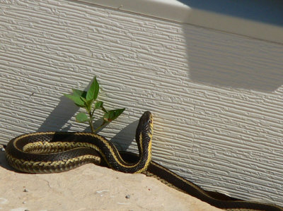 Garter Snake finds a warm spot