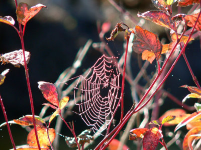Spider's web in autumn
