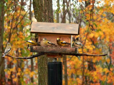 Evening Grosbeaks 