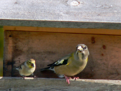 American Goldfinch & Evening Grosbeak 
