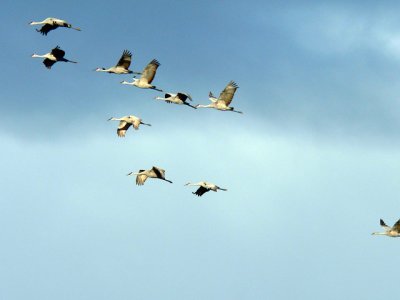 Sandhill Cranes gathering, feeding in fields and sleeping in the marsh