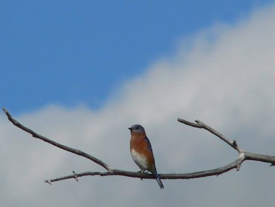Eastern Bluebird passing through