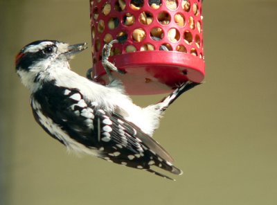 Downy Woodpecker loves peanuts