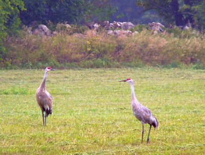 Sandhill Cranes feeding in the fields