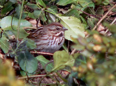 Song Sparrow makes its nest in the garden