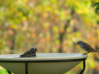 White-crowned sparrows having a bath