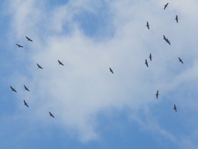 The Sandhill Cranes caught a thermal and headed southwest.