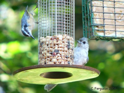 Red-breasted Grosbeak & Tufted Titmouse