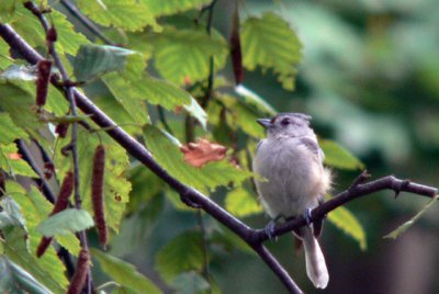 Tufted Titmouse (2006)