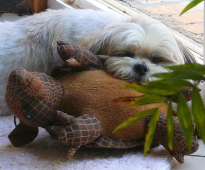 The Victor Rests