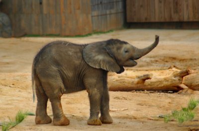 Baby Elephant Walk