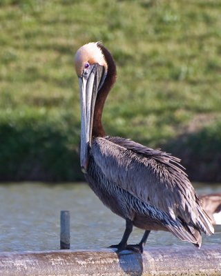 Blount's Brown Pelican