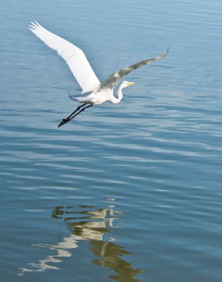 Egret Exit