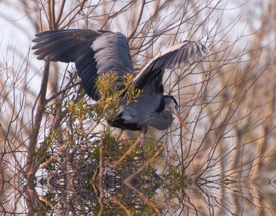 Tim's Birds