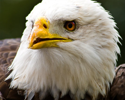 Spirit of Auburn University