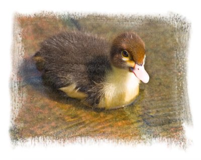 Duckling1