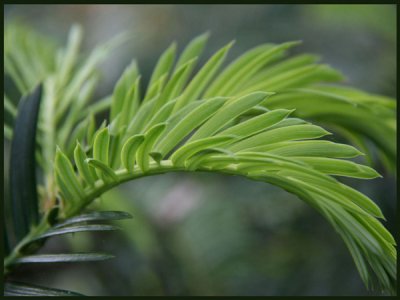 Shades of green.jpg