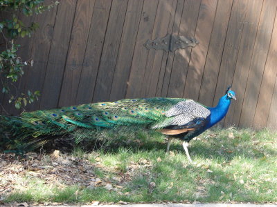 Colors By A Peacock.JPG