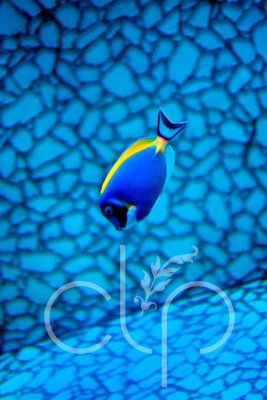 Yellow Fin