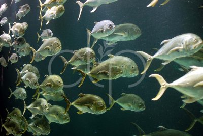 Green Fish