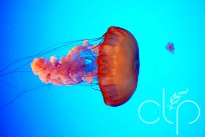 Rainbow Jelly
