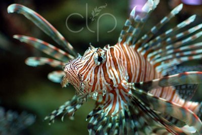 Lion Fish