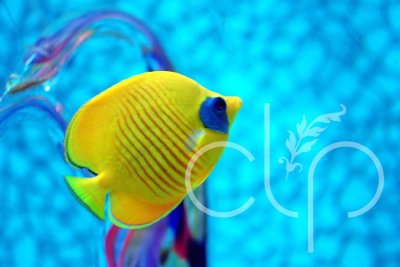 Blue and Yellow