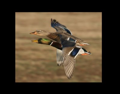 Mallard Angels