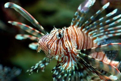 Lion Fish