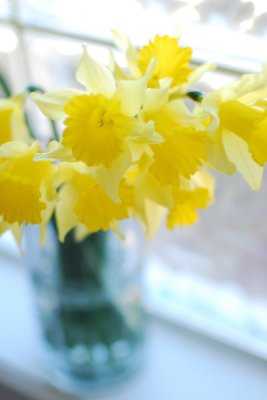 Delightful Daffodils