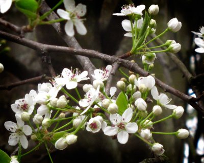 Bradford Pear Bursts Into Spring