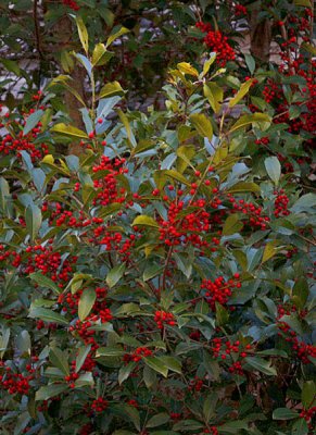Springing Berries