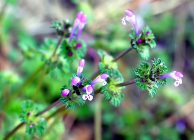 Wonderful Weeds