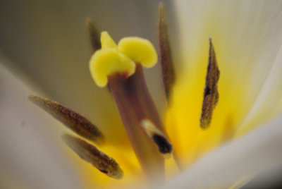 Inside the bloom