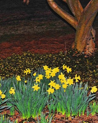 A Host of Golden Daffodils