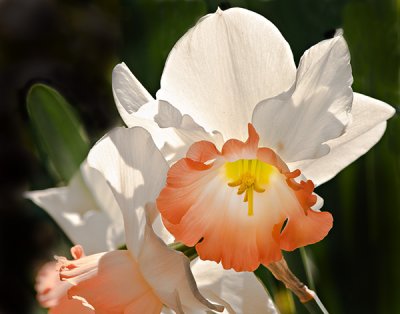 Delicate Jonquil