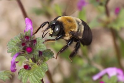 Busy Bee