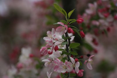 Pretty in Pink