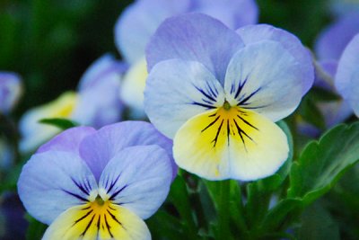 Viola - its Spring!