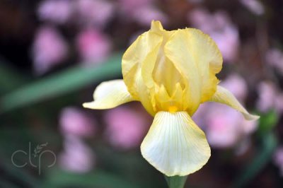 Yellow Bloom