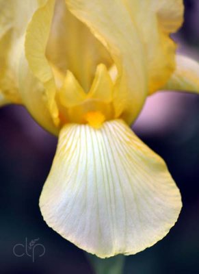Drawbridge into the bloom