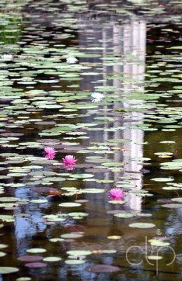 Reflection in a lilly pond