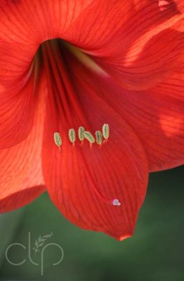 Striking in Red