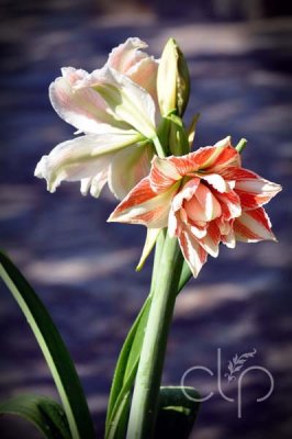 Red and White Blooms