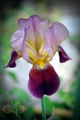 Perfect in Purple
