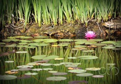 Lone Pink Bloom