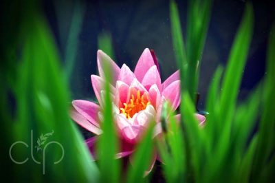Pink Bloom Through Blades of Grass