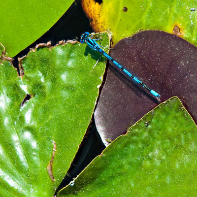 Geometry in Nature
